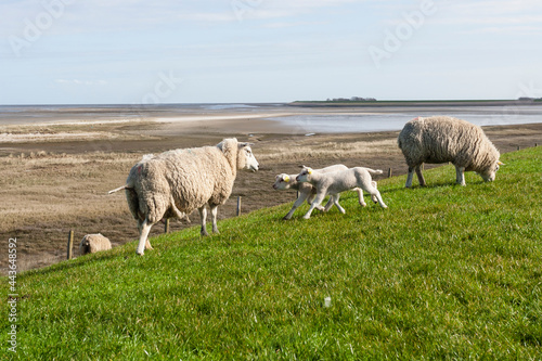 Sheep at Texel photo