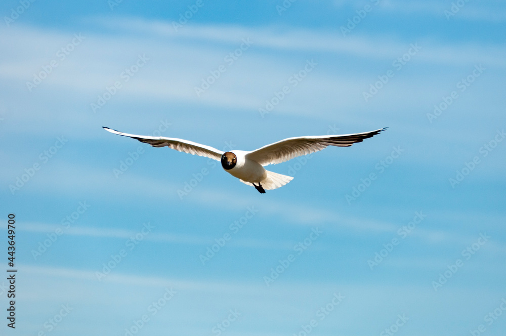 seagull in flight seagull in flight