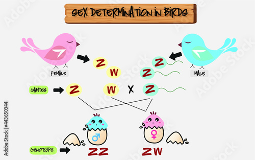 Sex determination and sexual differentiation in the avian model. Sex determination in birds.