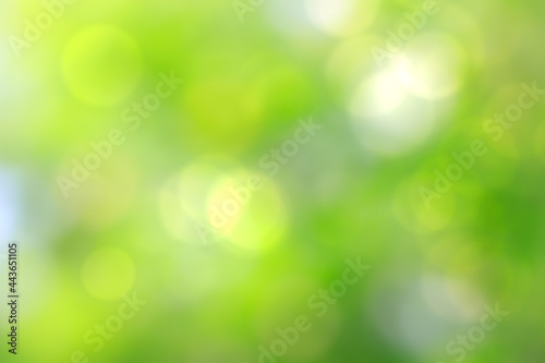 Green background blur,holiday wallpaper