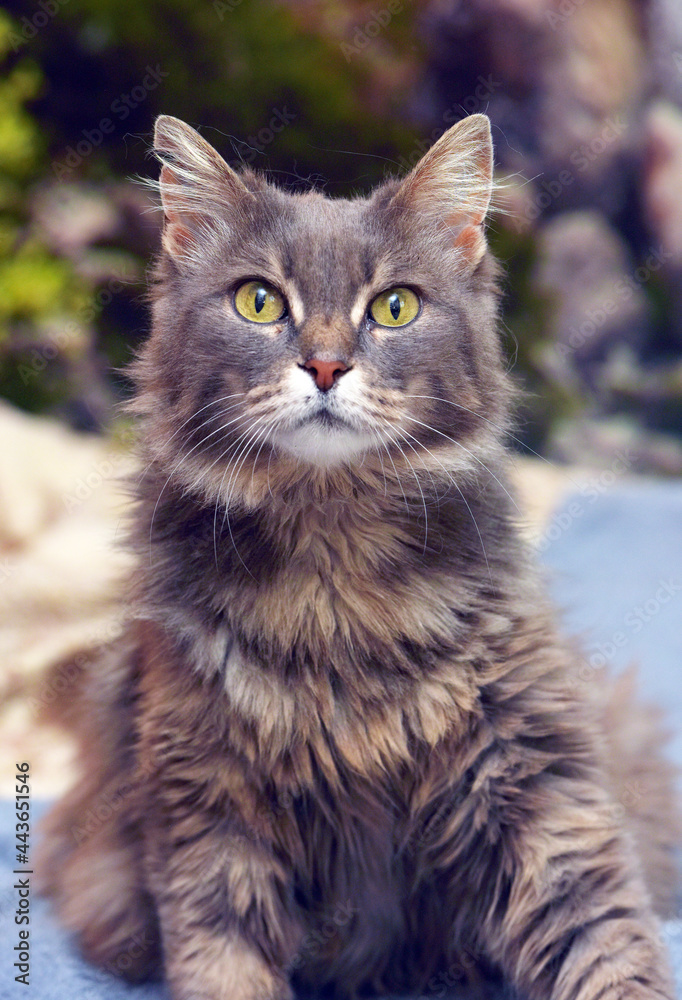 Beautiful gray fluffy cat with yellow eyes