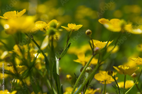 wild yellow flowers close up in the grass. sunny day