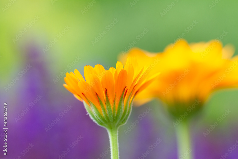 Close-up of a blooming orange marigold blossom iwith blurry background Close-up of a blooming orange marigold blossom iwith blurry background