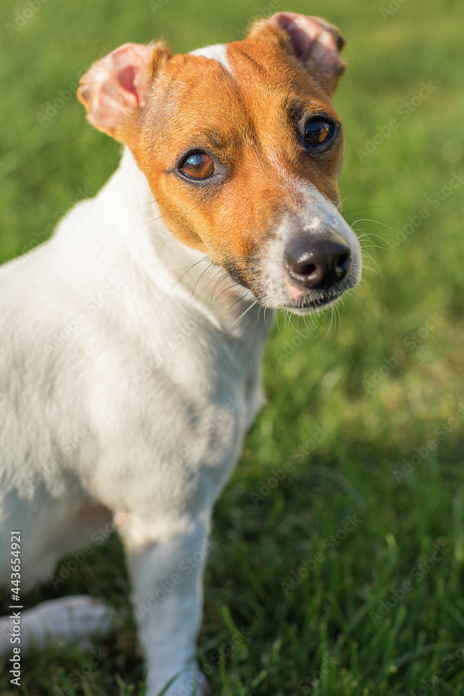 Jack russell terrier puppy portrait on green grass background