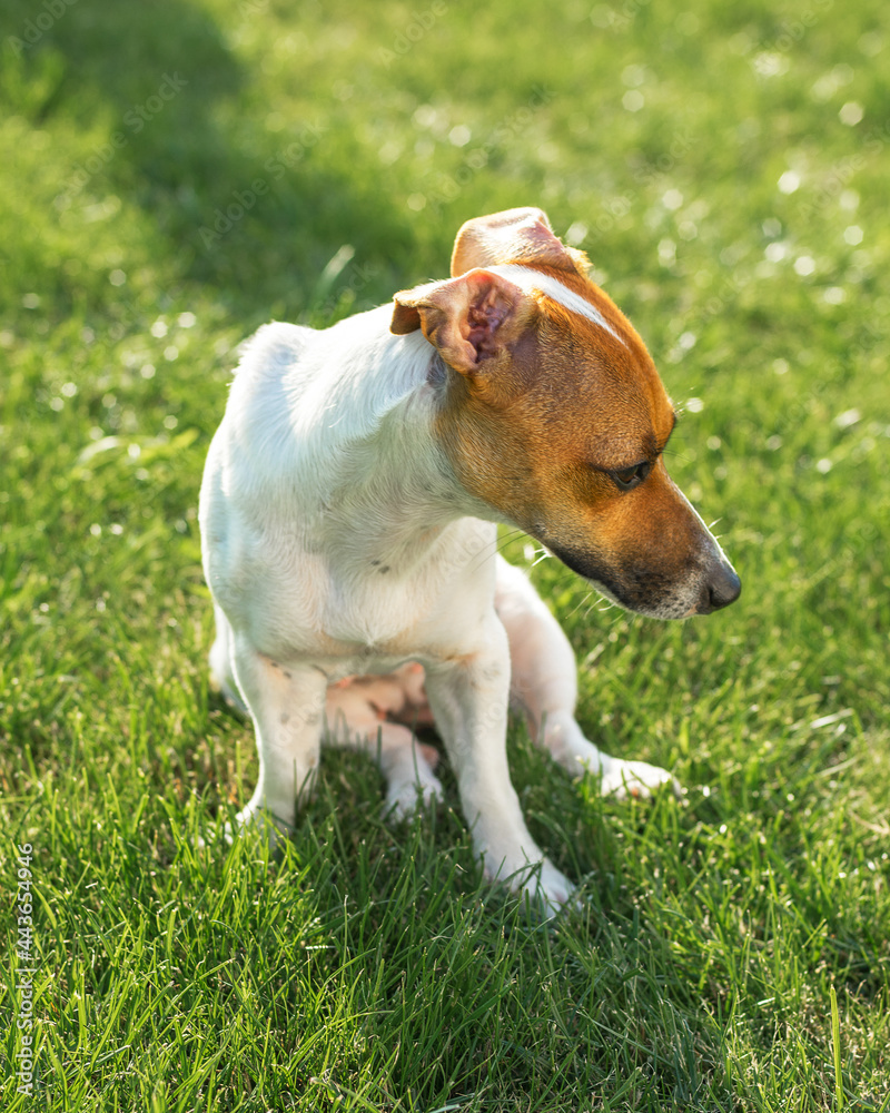 Jack russell terrier puppy on a background of green grass on a sunny summer day Jack russell terrier puppy on a background of green grass on a sunny summer day