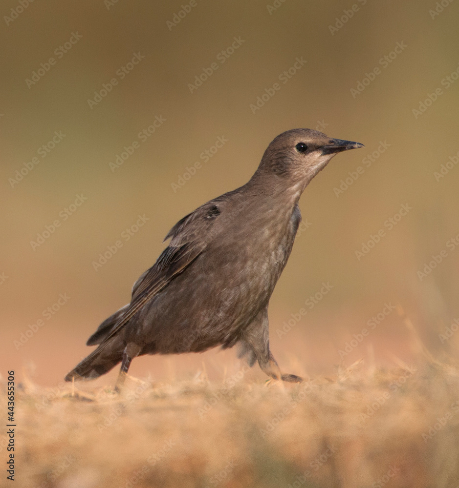 Zwarte Spreeuw, Spotless Starling, Sturnus unicolor Zwarte Spreeuw, Spotless Starling, Sturnus unicolor