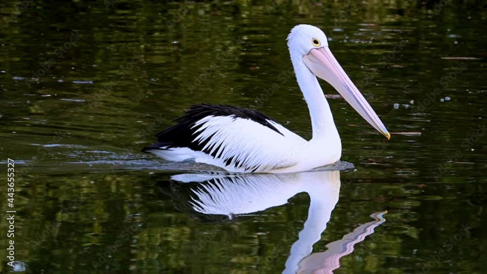 Beautiful pelican swimming in Cooks River in an inner western suburbs of Canterbury NSW Australia Beautiful pelican swimming in Cooks River in an inner western suburbs of Canterbury NSW Australia
