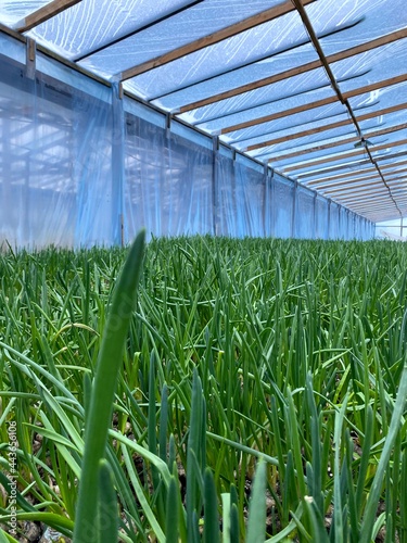 green onions growing in the greenhouse. Young spring rows onions in the ground