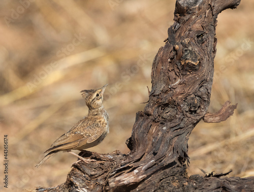 Thekla Lark, Theklaleeuwerik, Galerida theklae photo