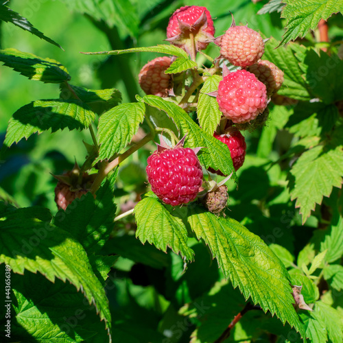 Raspberry is ripening on the bush under sun rays. Homegrown berries