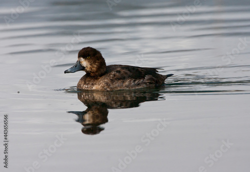 Topper, Greater scaup, Aythya marila photo