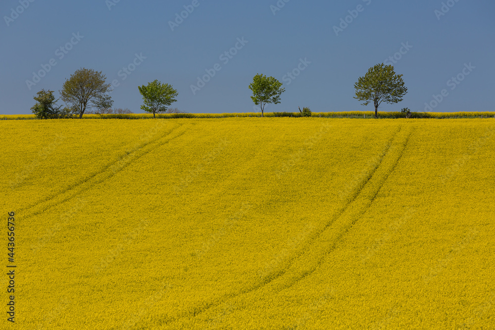 A vibrant and colorful scene in Northumberland of a yellow Rape Seed Field with trees silhouetted against a near cloudless blue sky