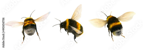 Bumblebees set hand drawn in watercolor isolated on a white background. Watercolor illustration. Flying bumblebees. Humble-bees 