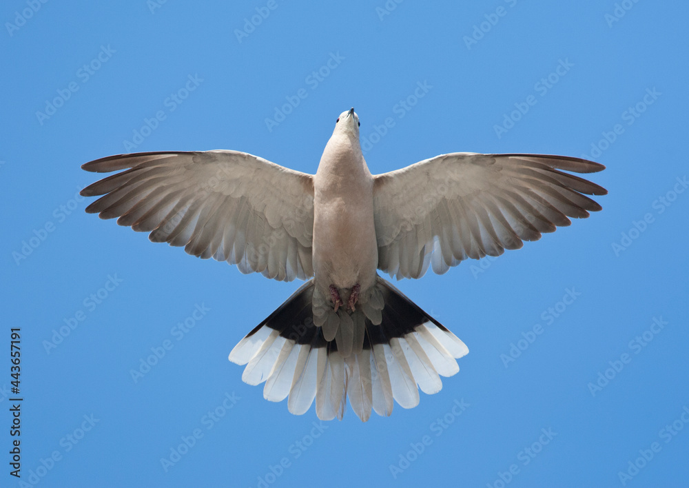 Fototapeta premium Turkse Tortel, Eurasian Collared Dove, Streptopelia decaocto