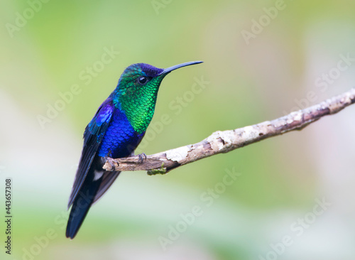 Paarskroonbosnimf, Violet-crowned Woodnymph, Thalurania colombica