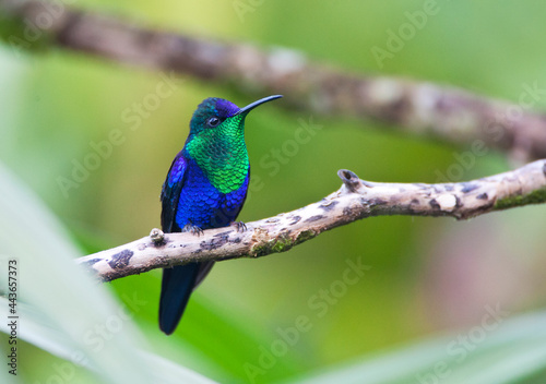 Paarskroonbosnimf, Violet-crowned Woodnymph, Thalurania colombica