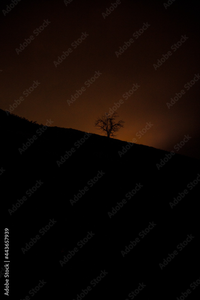 A lonely tree at night on the hill