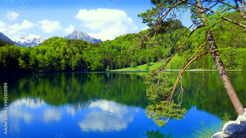 malerischer Alatsee  im Allgäu mit  spiegelndem Wasser
und dekorativem Baum unter blauem Himmel  photo