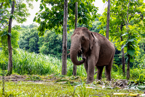 Canvas Print asian elephant is enjoying eating food in nature park, Thailand