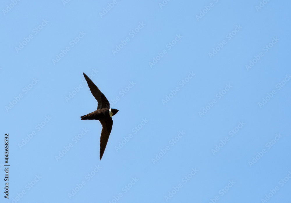 Witkraaggierzwaluw, White-collared Swift, Streptoprocne zonaris