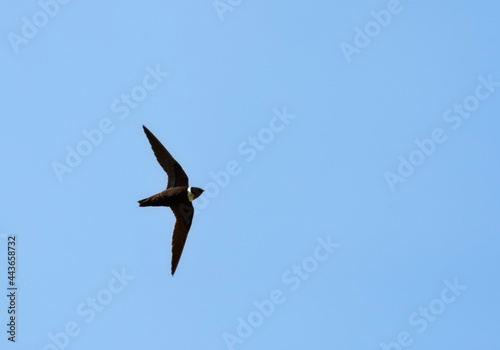 Witkraaggierzwaluw, White-collared Swift, Streptoprocne zonaris