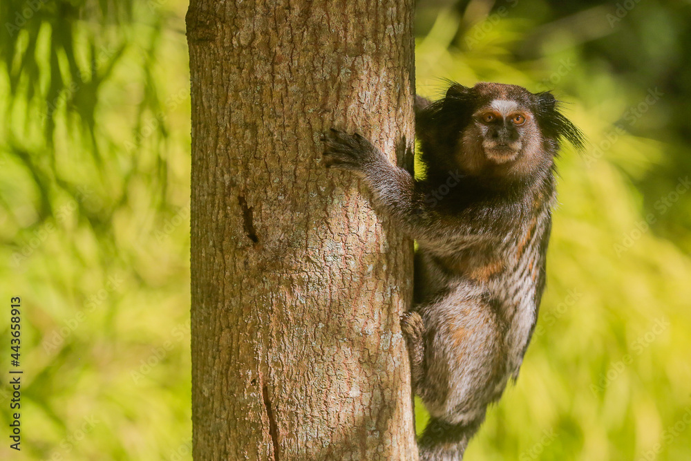 Naklejka premium Animal marmoset
