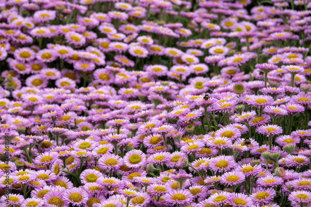 Fototapeta premium bees collecting pollen from sea daisies