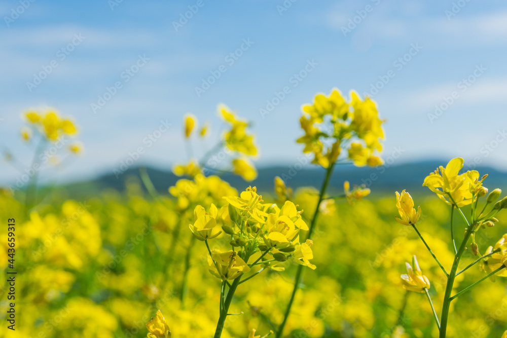 Flowers of oilseed plant rapeseed on a background of blue sky. Plant seeds for the oil industry and green energy Flowers of oilseed plant rapeseed on a background of blue sky. Plant seeds for the oil industry and green energy