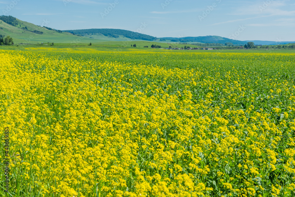 Agricultural field planted with rapeseed. A plant for the production of fuel. Green energy