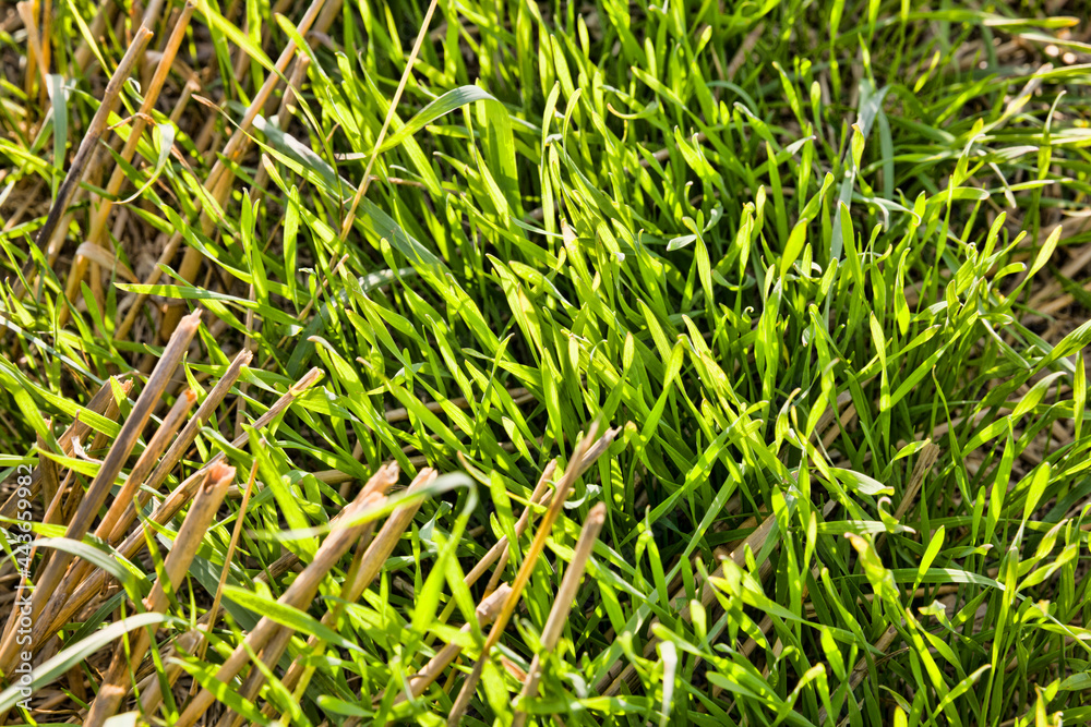 Fototapeta premium beautiful young green wheat
