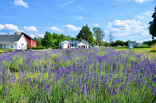 Lavender Farm with flower in bloom season. Farm landscape in upstate New York. Beautiful summer scenery in sunny blue clouds sky.