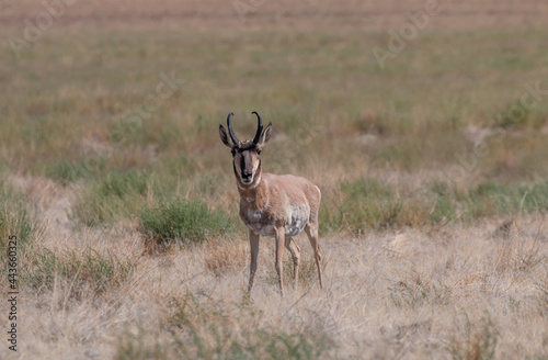 Pronghorn Antelope Buck in the Utah desert in Summer