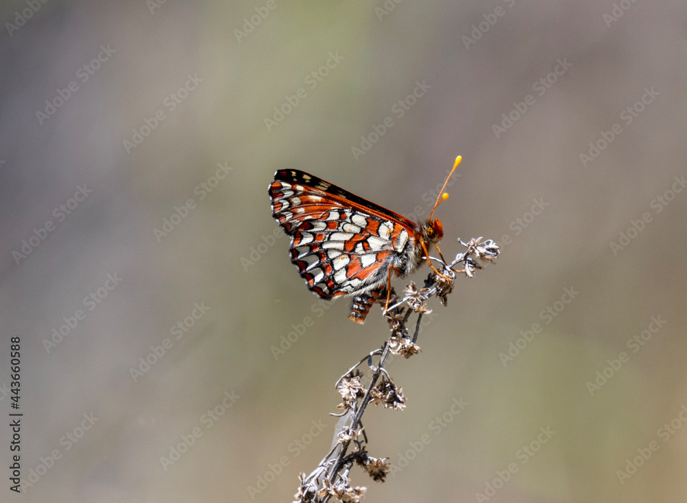 Butterfly Butterfly