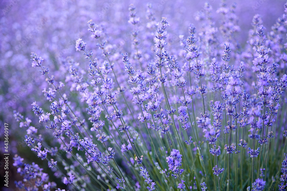 lavender field with mountains in the background