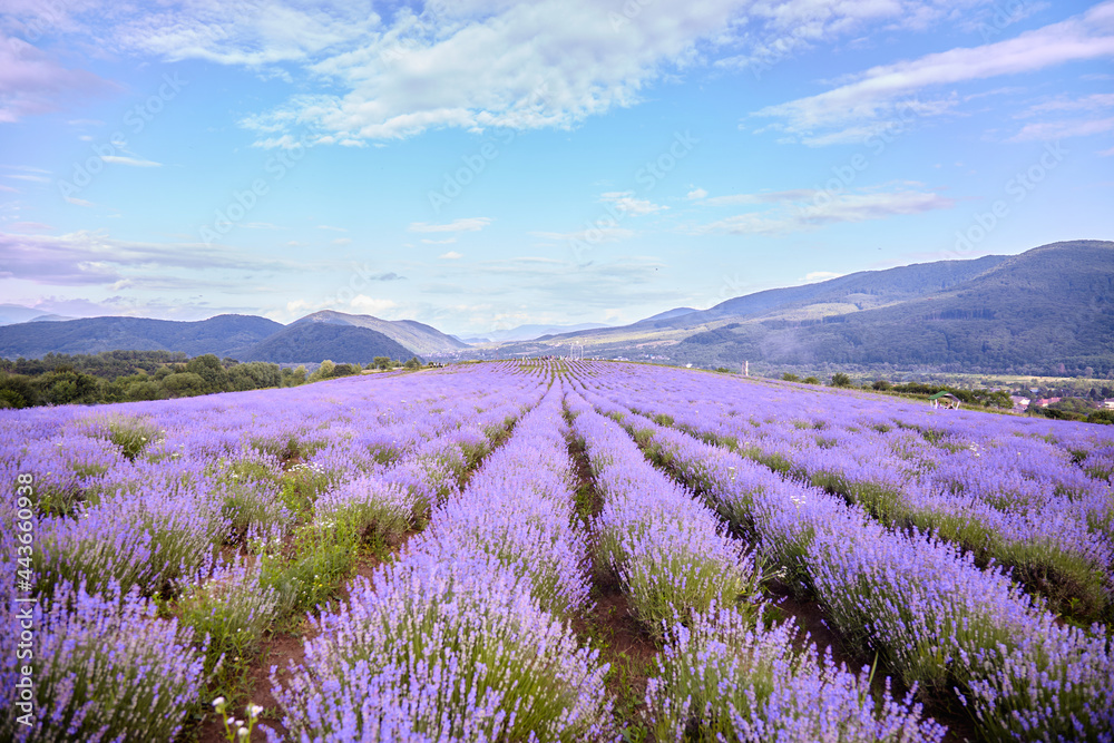 lavender field with mountains in the background