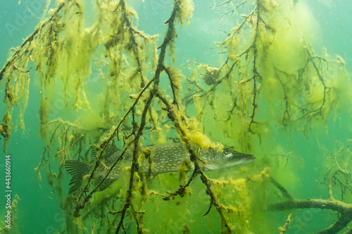 Northern Pike in a lake in Germany