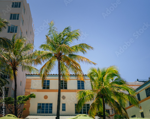 trees in front of a building hotel Miami Beach florida usa travel palms tropical vacations  © Alberto GV PHOTOGRAP