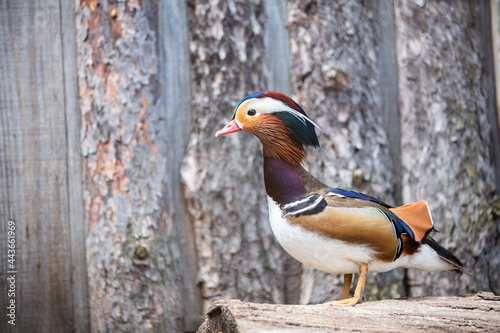 Mandarin duck portrait