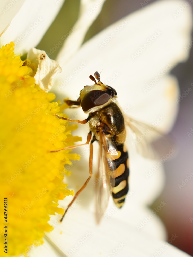 Naklejka premium The hoverfly Syrphus ribesii feeding on a daisy flower