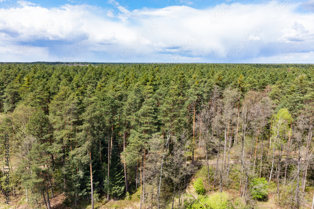 Naklejka premium Forest aerial view