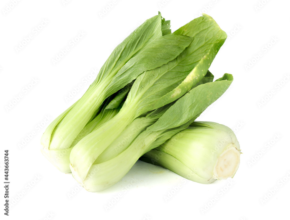 Bok choy vegetable (chinese cabbage) isolated on white background Bok choy vegetable (chinese cabbage) isolated on white background