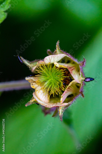 Geum rivale flower in forest, close up