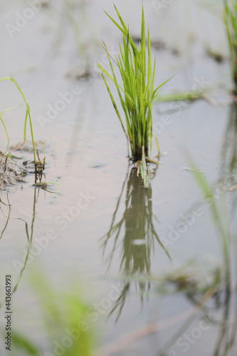 Green Head rice plant wheat on water © Oran Tantapakul