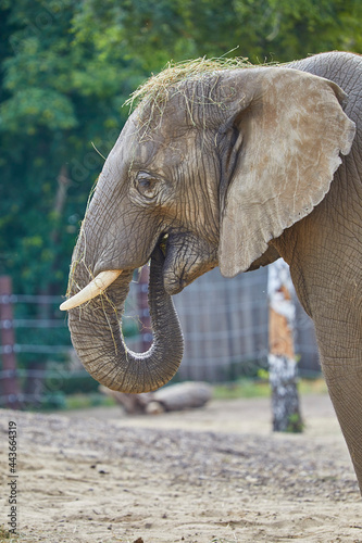 Young playful elephants while feeding