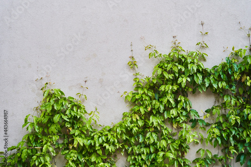 Fototapeta The Green Creeper Plant on a wall. Background