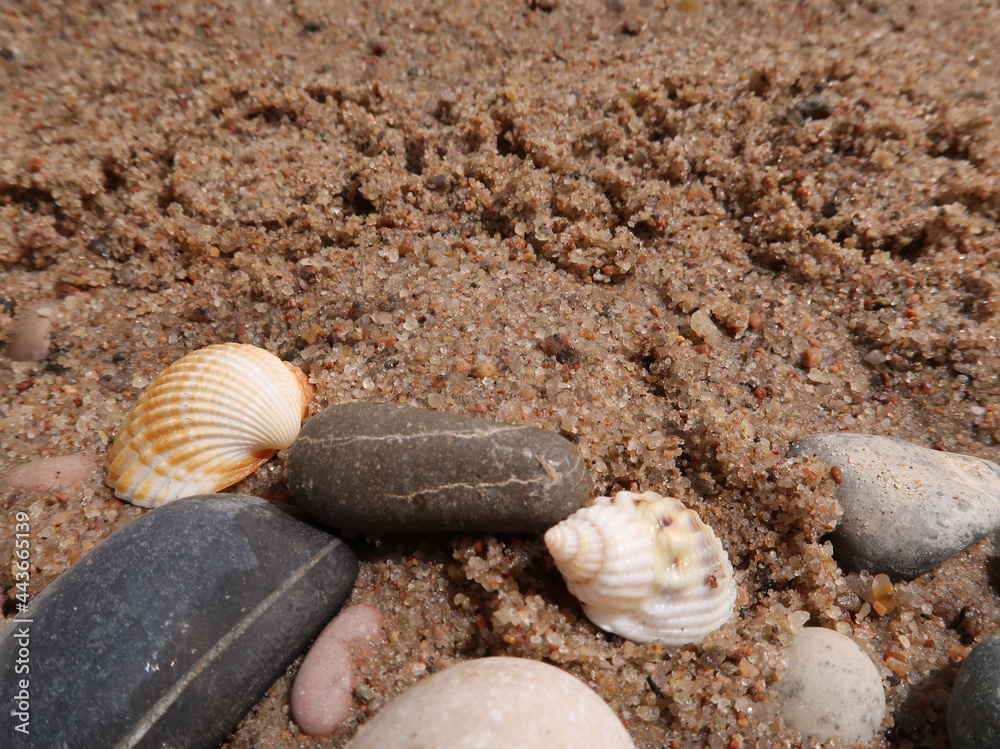 shells on the sand