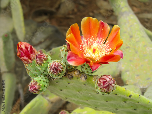 Orange-red flower and buds of cochineal cactus