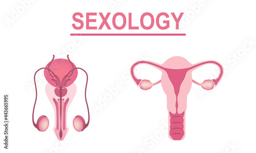internal organs of human body on white background education anatomy female and male reproductive organs organ illustration
