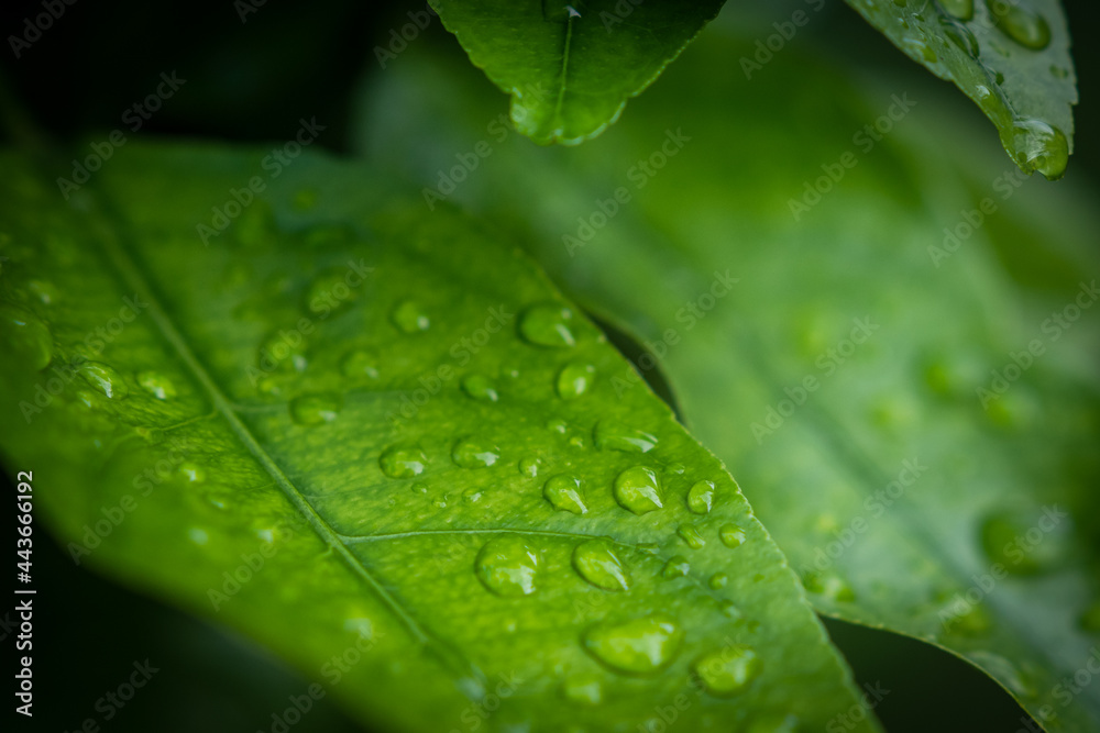 Regentropfen - Wassertropfen auf grünem Blatt mit unscharfem Hintergrund Regentropfen - Wassertropfen auf grünem Blatt mit unscharfem Hintergrund