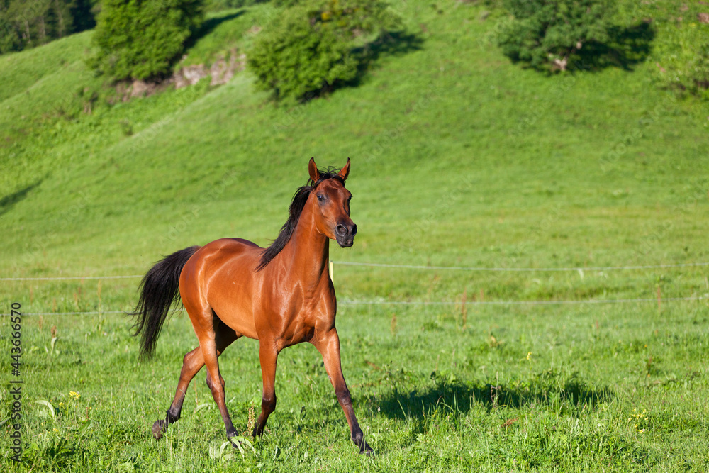 Arab racer runs on a green summer meadow on sunny day Arab racer runs on a green summer meadow on sunny day